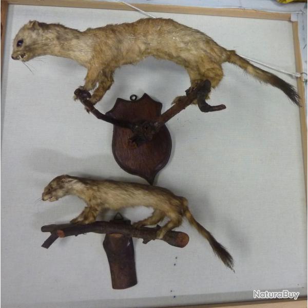 taxidermie fouines ?