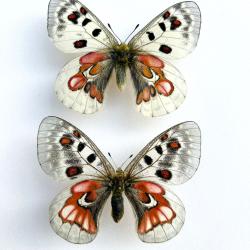 Couple de Papillons Parnassius Hybride "Extra Form" A1 Ultra Rare Collection d'Exception