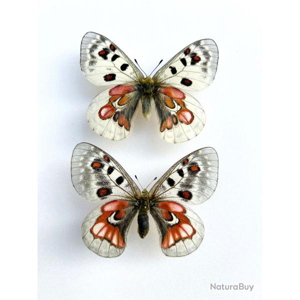 Couple de Papillons Parnassius Hybride "Extra Form" A1 Ultra Rare Collection d'Exception