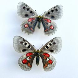 Couple de Papillons Parnassius Hybride &laquo; Krogerusi &raquo; - Raret&eacute; Entomologique d'Exception