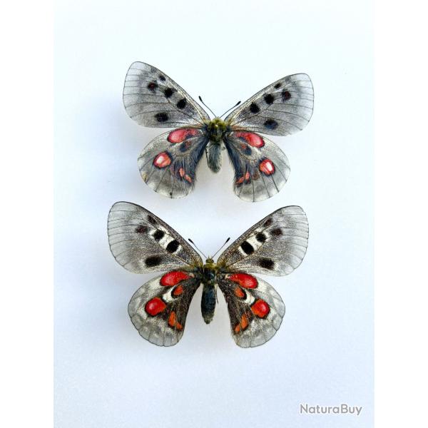 Couple de Papillons Parnassius Hybride � Krogerusi � - Raret� Entomologique d'Exception
