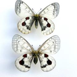 Couple de Papillons Parnassius Hybride &laquo; Obsolet Form &raquo; - Raret&eacute; Entomologie