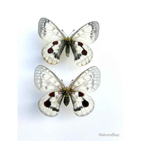 Couple de Papillons Parnassius Hybride � Obsolet Form � - Raret� Entomologie