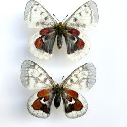Couple de Papillons Parnassius Hybride &laquo; Obsolet Form &raquo; - Entomologie rare