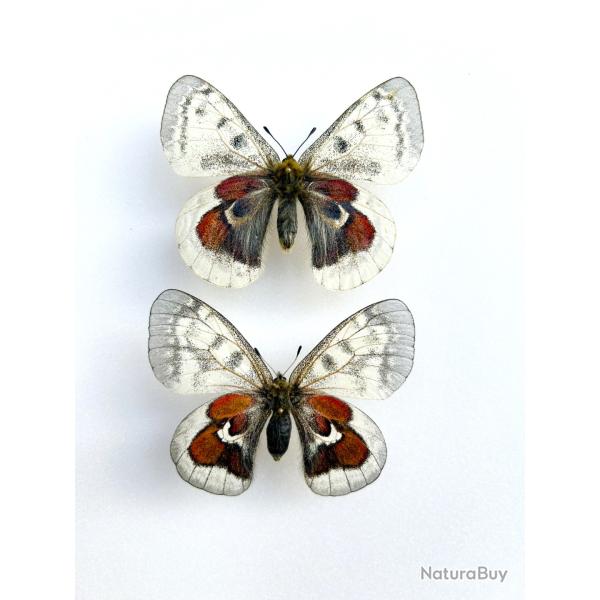 Couple de Papillons Parnassius Hybride � Obsolet Form � - Entomologie rare