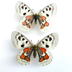 Couple de Papillons Parnassius Hybride &laquo; Wiskotii Super Form &raquo; - Collection Entomologique