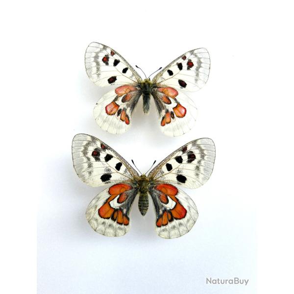 Couple de Papillons Parnassius Hybride � Wiskotii Super Form � - Collection Entomologique