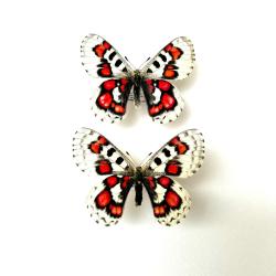 Couple de Papillons Parnassius Nomion Koiwayai - Pour Collection Entomologique