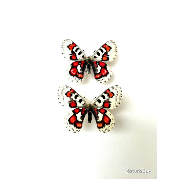Couple de Papillons Parnassius Nomion Koiwayai - Pour Collection Entomologique