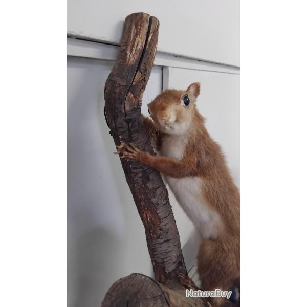 �cureuil v�ritable sur sa branche