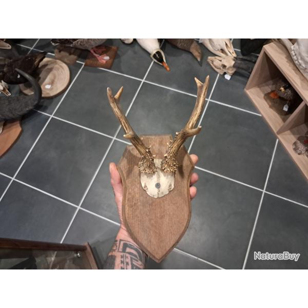 Troph�e de chevreuil sur �cusson #070319