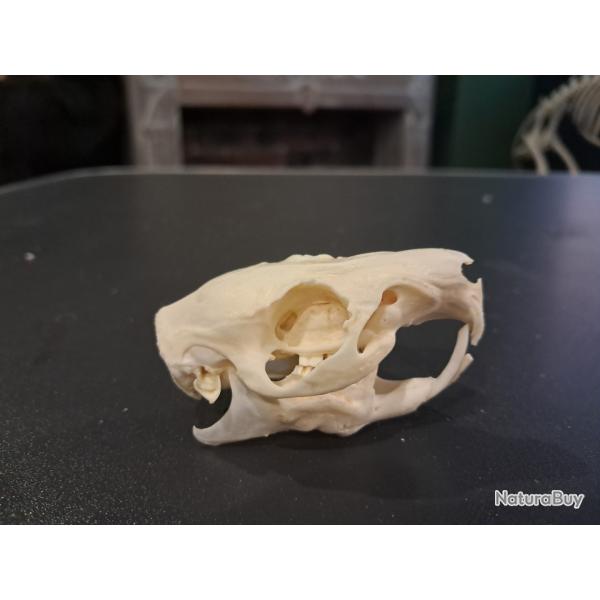 Cr�ne de cochon d'Inde avec malocclusion #1004(2)