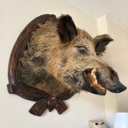 Sanglier naturalis&eacute;