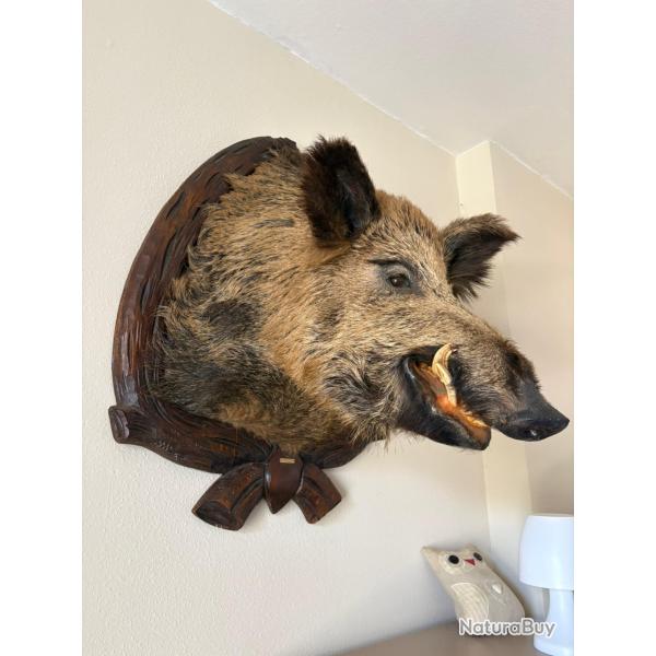 Sanglier naturalis�