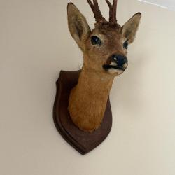 brocard taxidermie