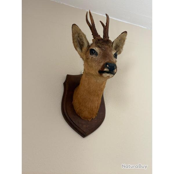 brocard taxidermie