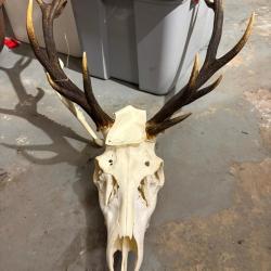lot de massacre de cerf et brocard
