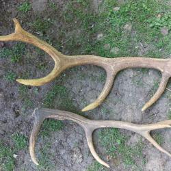 lot de 2 bois de cerfs troph&eacute;es 5 & 6 cors pour couteau ou decoration
