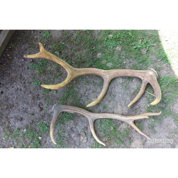 lot de 2 bois de cerfs troph�es 5 & 6 cors pour couteau ou decoration