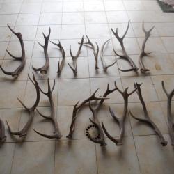 bois de cerf longueur environ 50 a 60 cm dans leur jus poids environ 10 kilo pour le lot de 16 bois