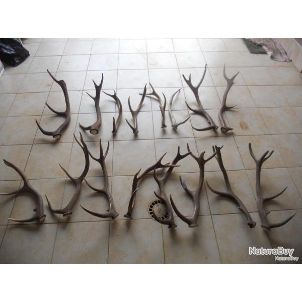 bois de cerf longueur environ 50 a 60 cm dans leur jus poids environ 10 kilo pour le lot de 16 bois