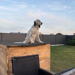 Chiens m&acirc;les pour sailles