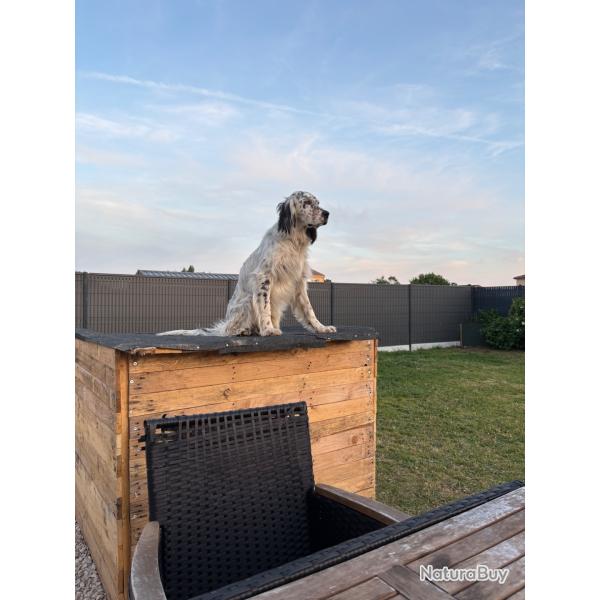Chiens m�les pour sailles