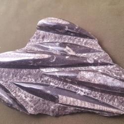 Fossille Orthoceras