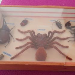 Mygale Scorpion Et Autres