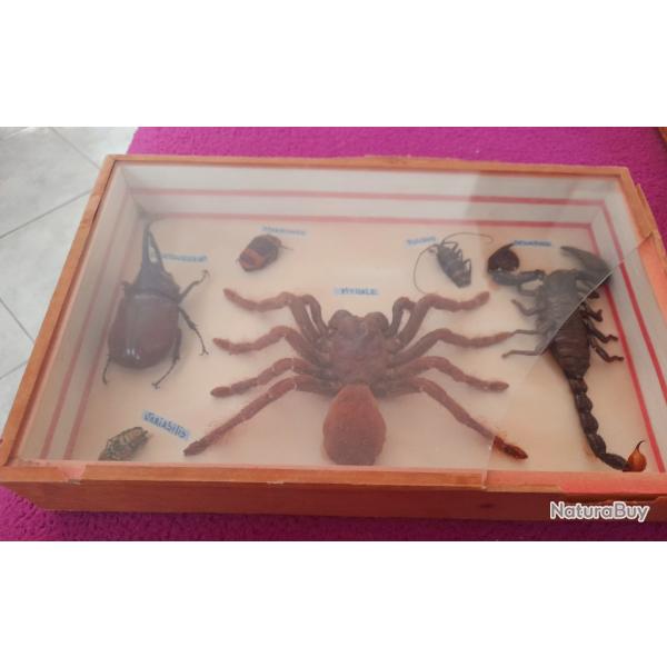Mygale Scorpion Et Autres