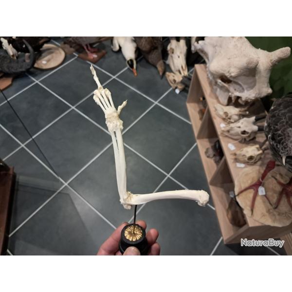 Patte de mammif�re (position humoristique)  sur socle ; ost�ologie ; montage ost�ologique #FS1