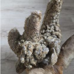 Rare t&ecirc;te de chevreuil &agrave; perruque