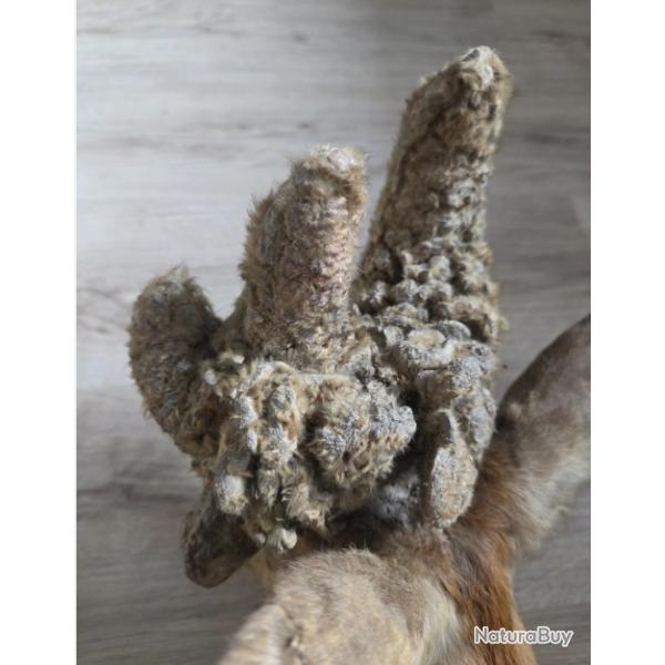 Rare t�te de chevreuil � perruque