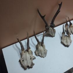 LOT 5 TROPHEE CHEVREUIL BROCARD TAXIDERMIE CHASSE CERF
