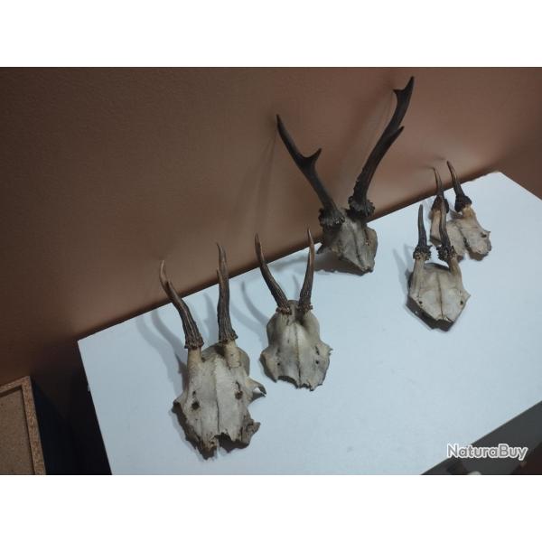 LOT 5 TROPHEE CHEVREUIL BROCARD TAXIDERMIE CHASSE CERF