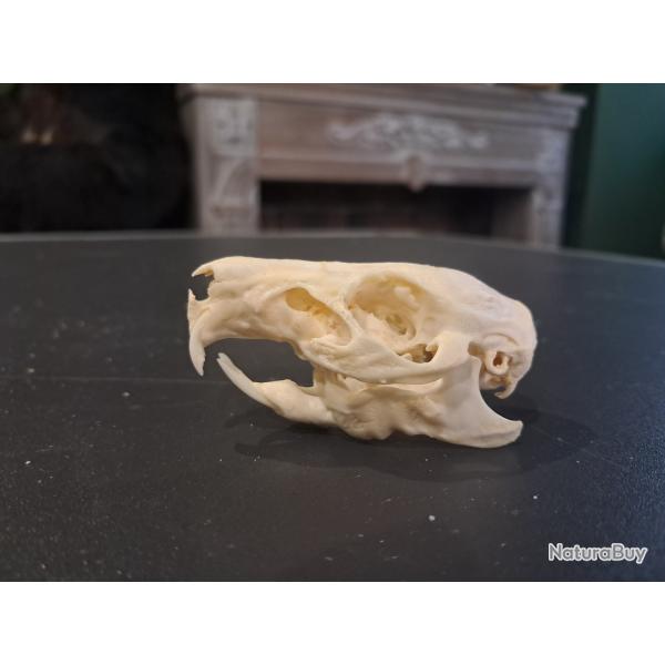 Cr�ne de cochon d'Inde #1004(6)