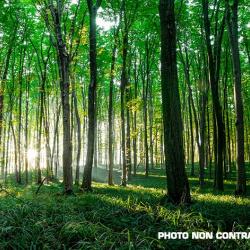 Propri&eacute;t&eacute; Foresti&egrave;re de ch&ecirc;ne d'un seul tenant entre Tours et Blois d'environ 16 hectares DF-647-A