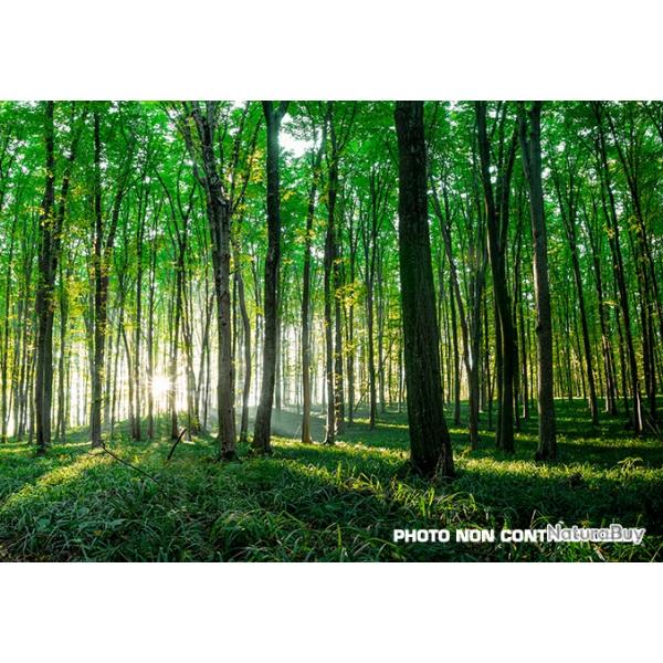 Propri�t� Foresti�re de ch�ne d'un seul tenant entre Tours et Blois d'environ 16 hectares DF-647-A