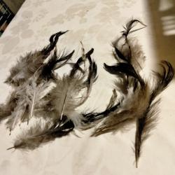Plumes de coq d ornement