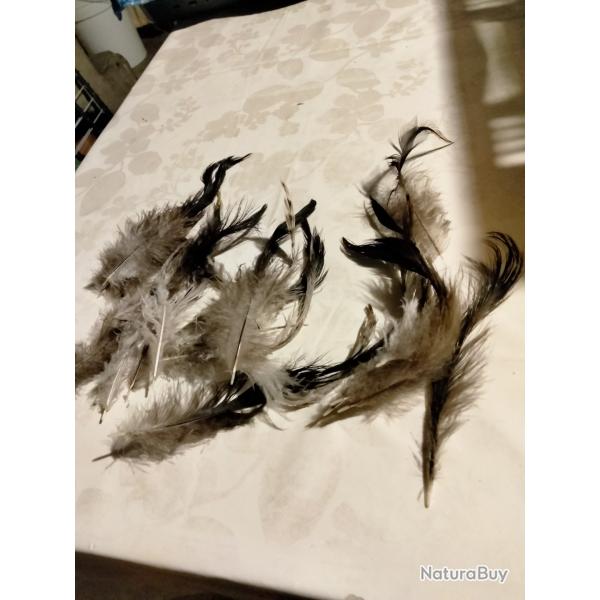 Plumes de coq d ornement