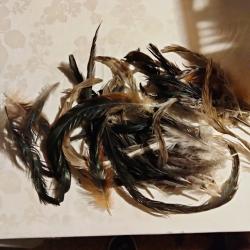 Plume de coq d'ornement.    3