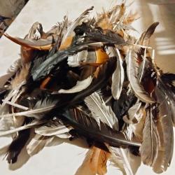 Plume de coq d'ornement