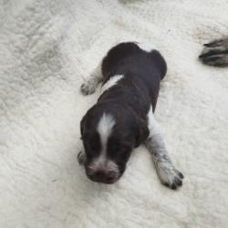 Vends chiots de chiens d'arr&ecirc;ts polyvalents