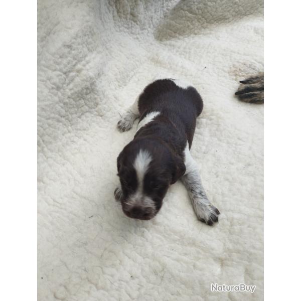 Vends chiots de chiens d'arr�ts polyvalents