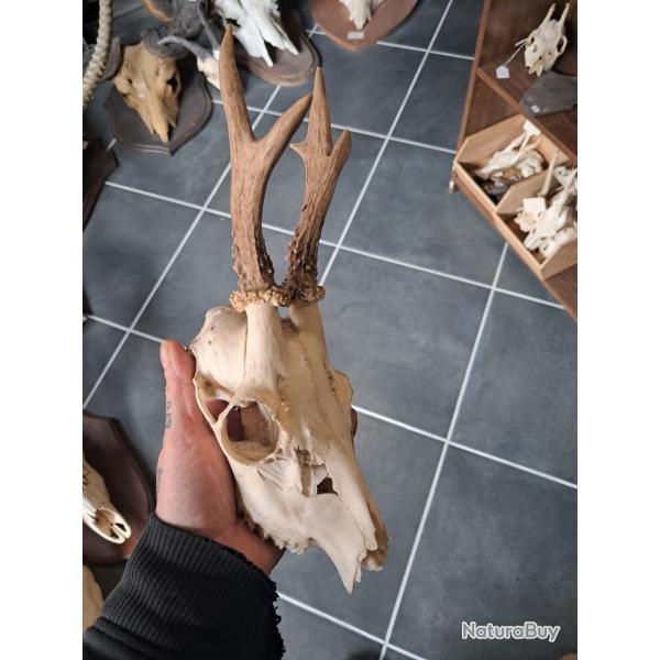 Cr�ne de chevreuil #070323