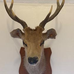T&ecirc;te de cerf