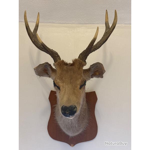 T�te de cerf