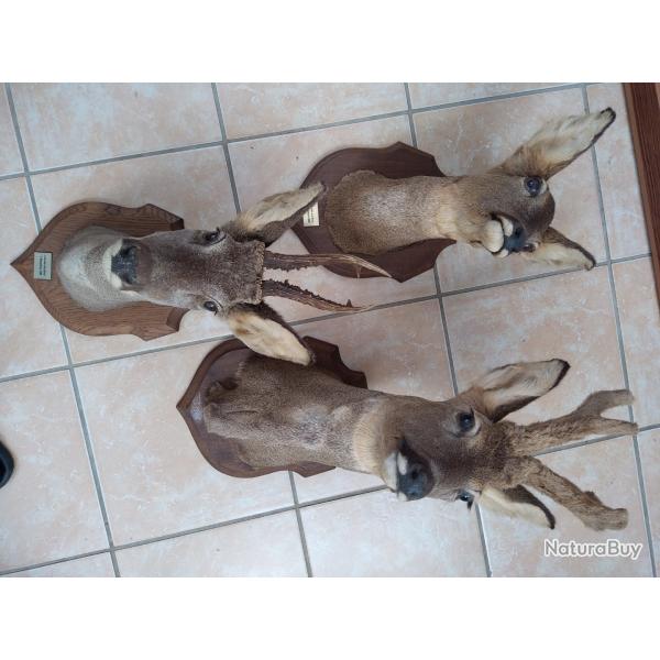 3 troph�es chevreuil
