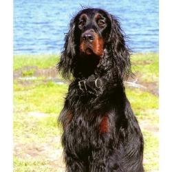 chiots setter gordon
