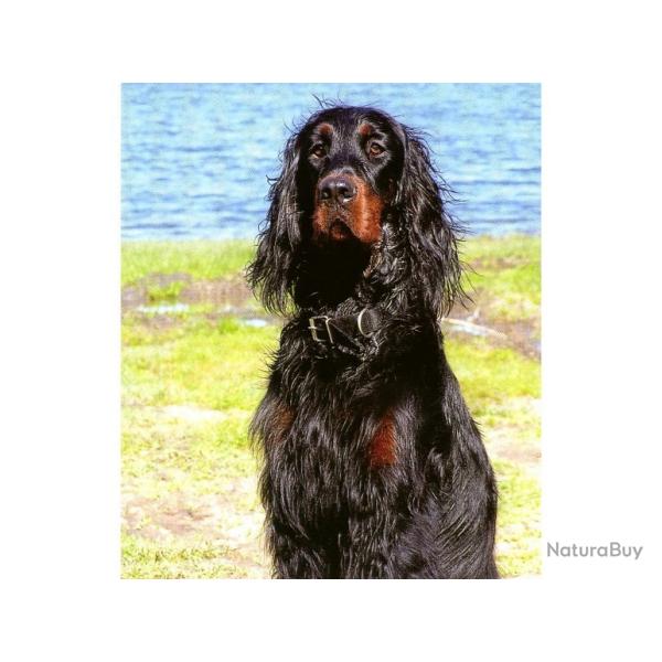 chiots setter gordon